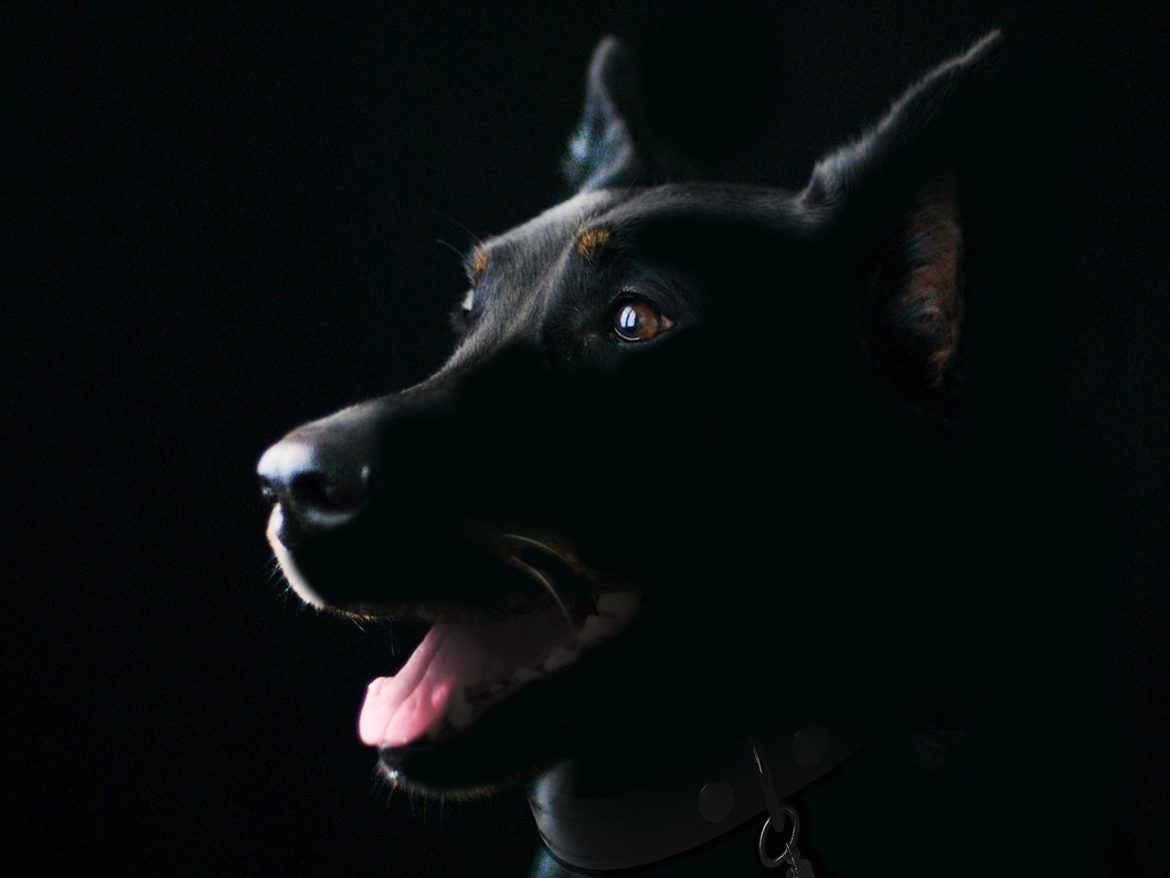 Building Confidence: The Shy Puppy Socialization Guide