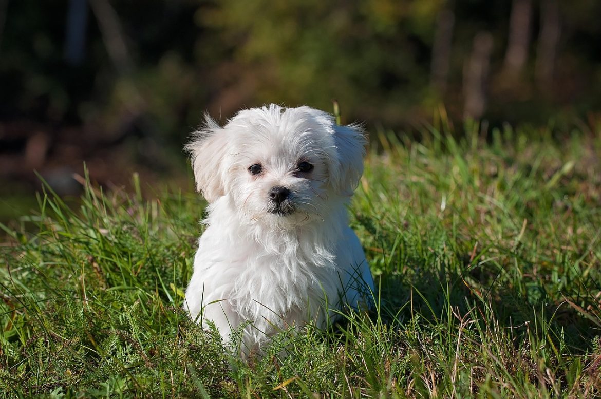 Tips on Socializing an Older Rescue Dog