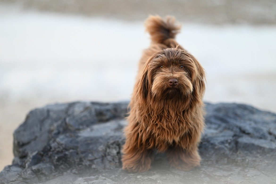 Creating a Peaceful Pack: Helping Your Dog Feel at Ease around Other Dogs