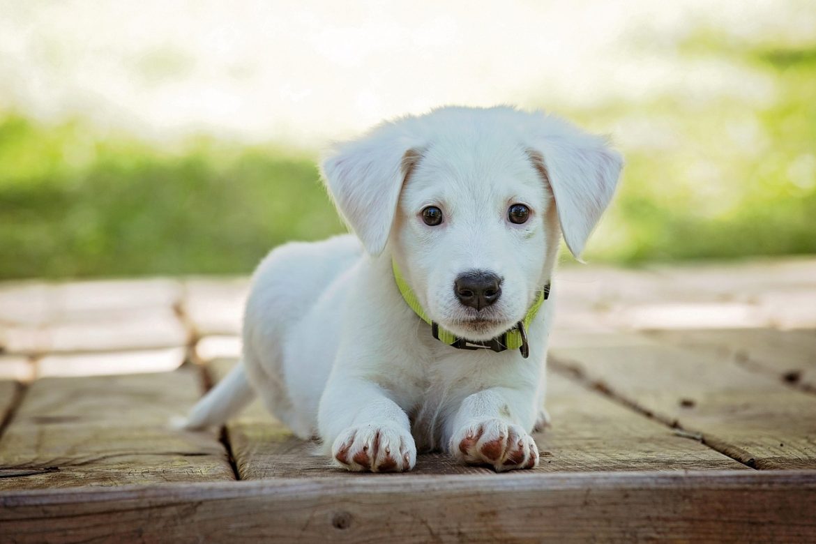 Making Proper Introductions: Ensuring Your Dog's Social Success