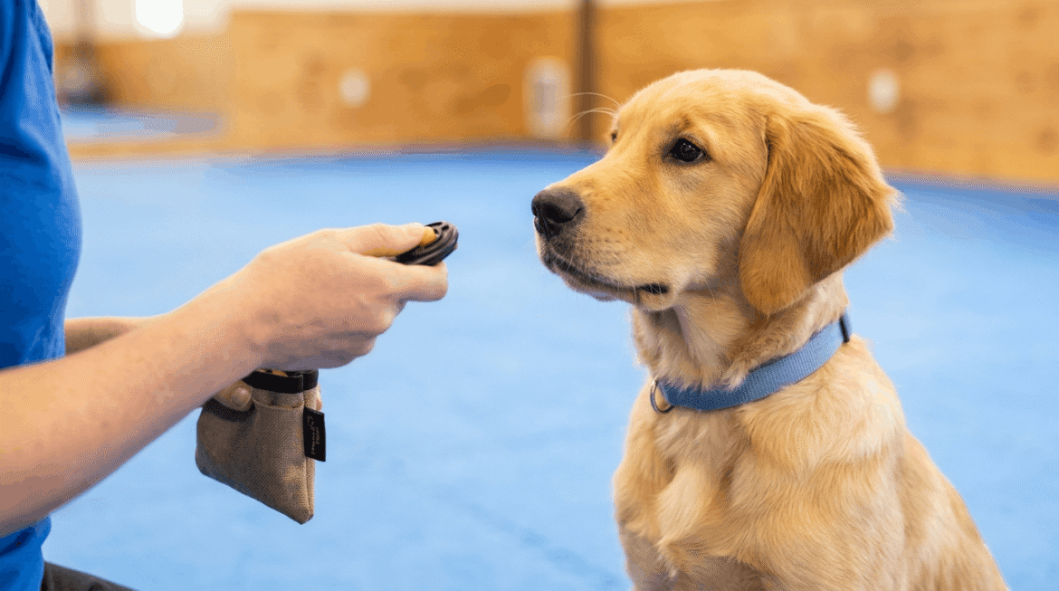 Structured leash training programs and dog walking education.